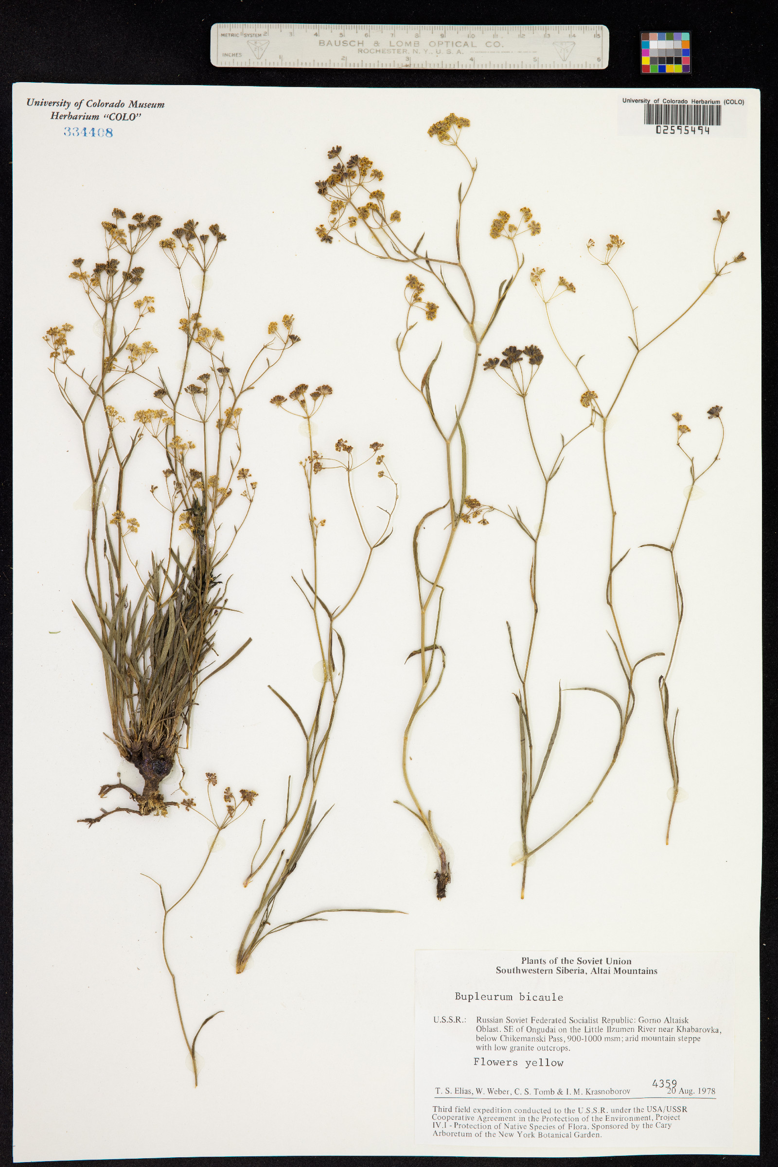 Bupleurum bicaule image