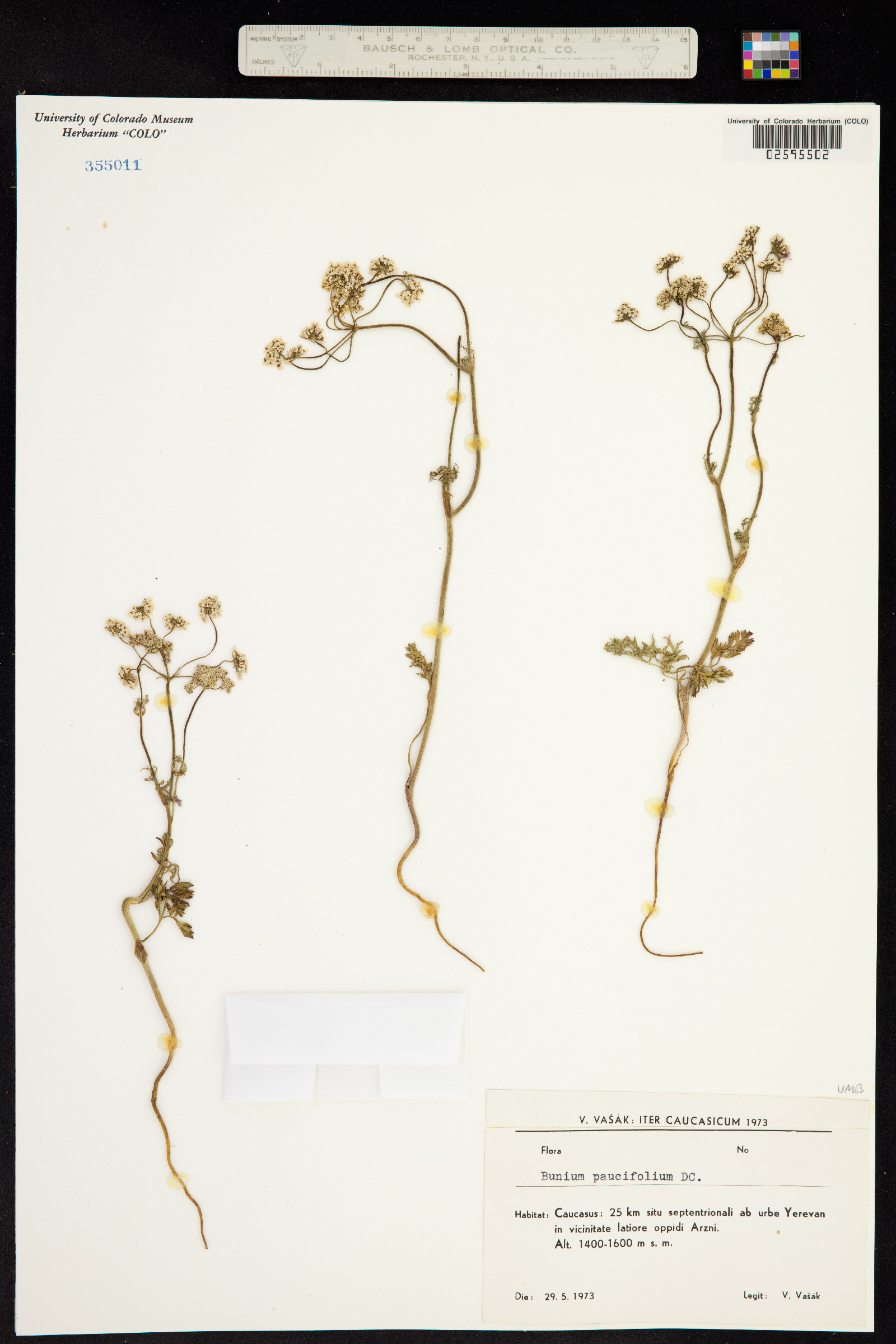 Bunium paucifolium image