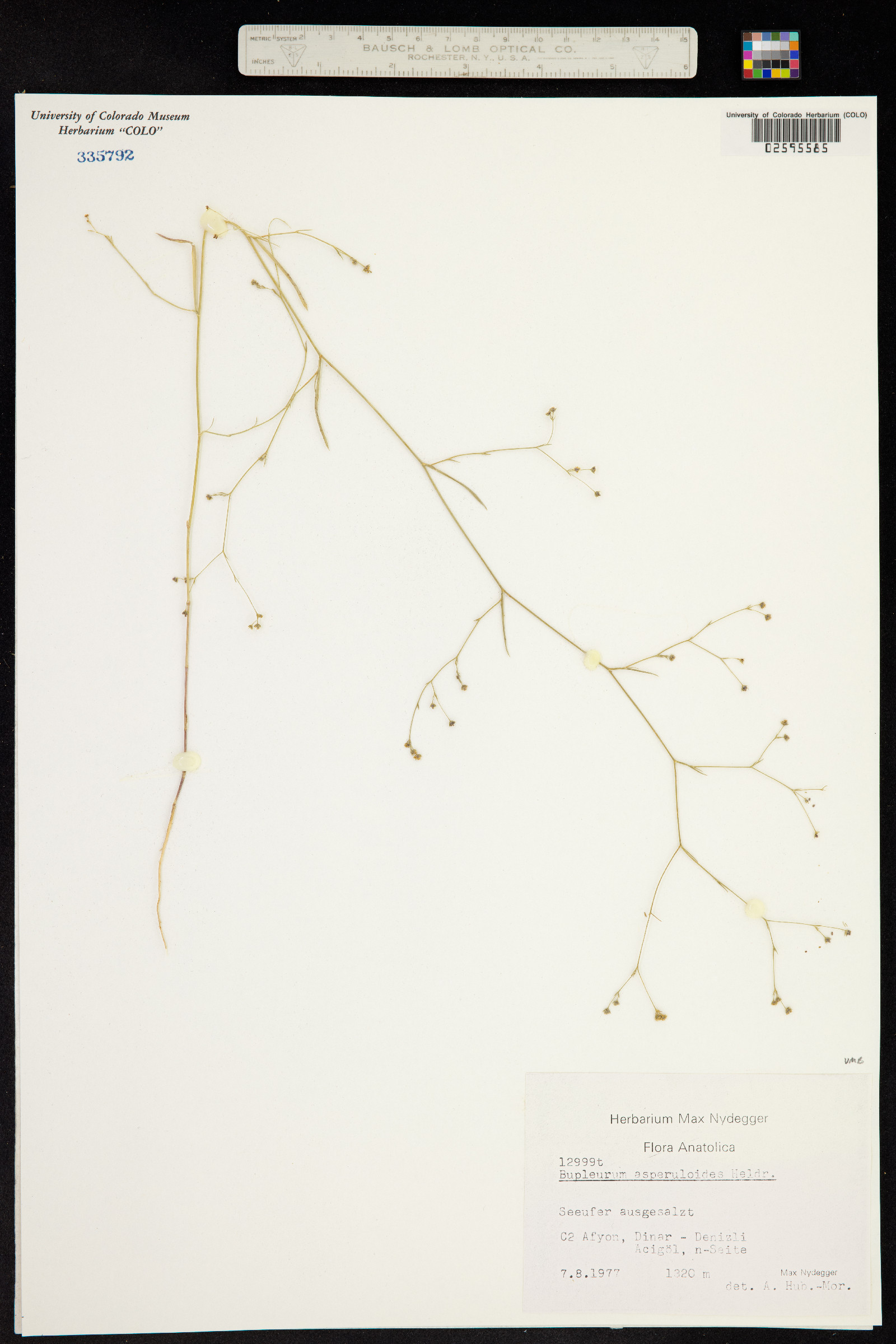 Bupleurum asperuloides image