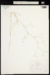 Bupleurum asperuloides image