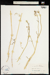 Image of Bunium bulbocastanum