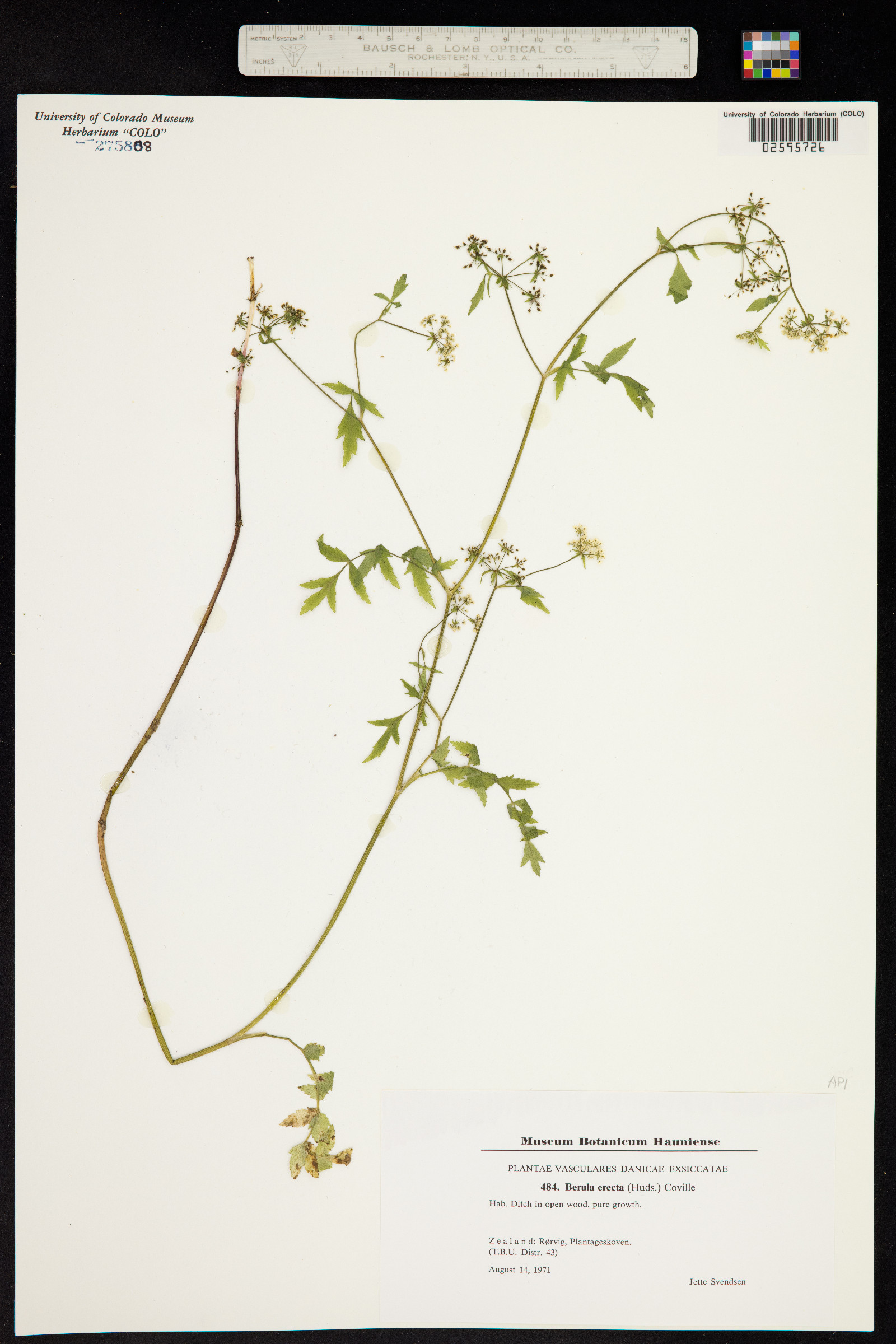 Berula erecta image