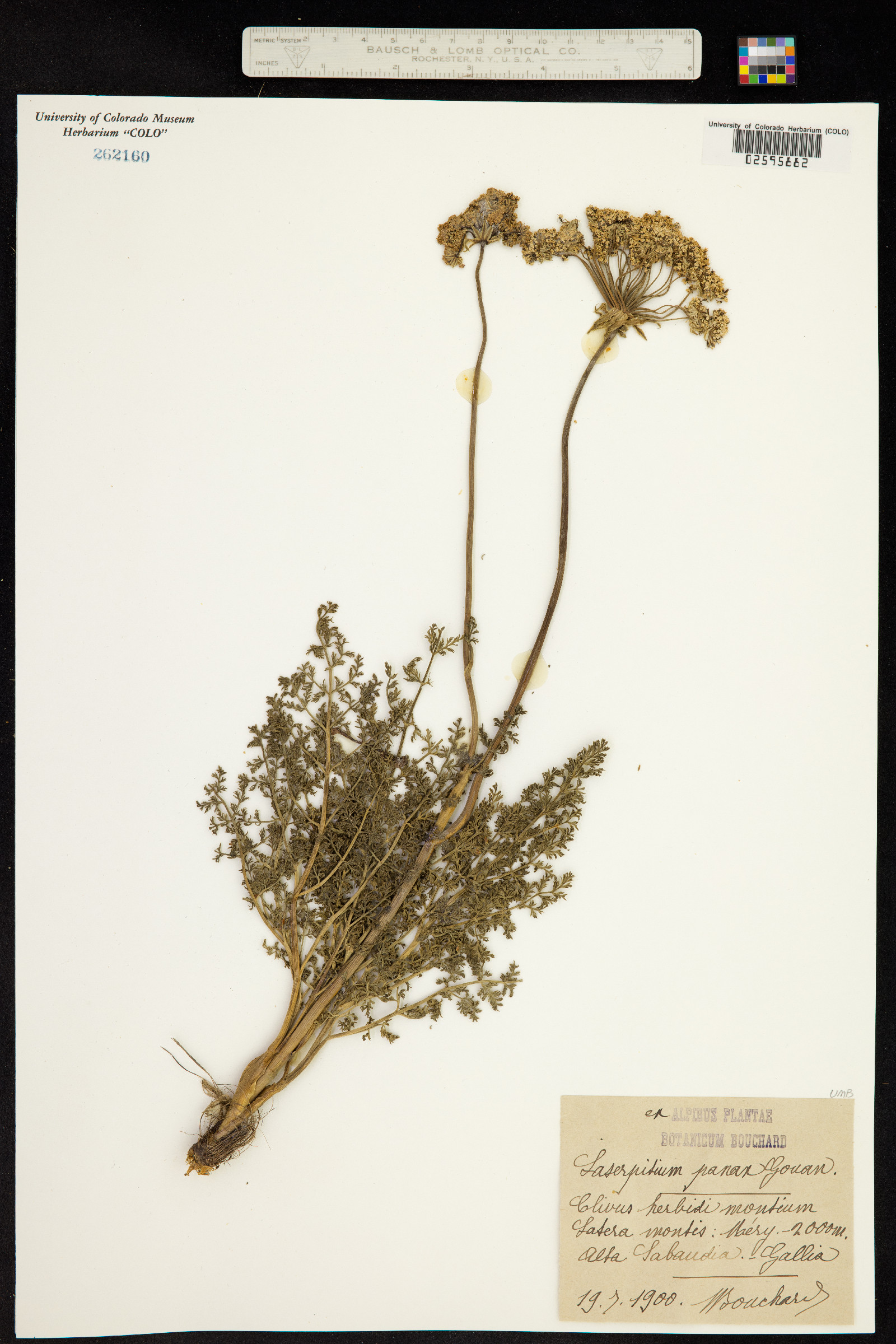 Laserpitium halleri subsp. halleri image