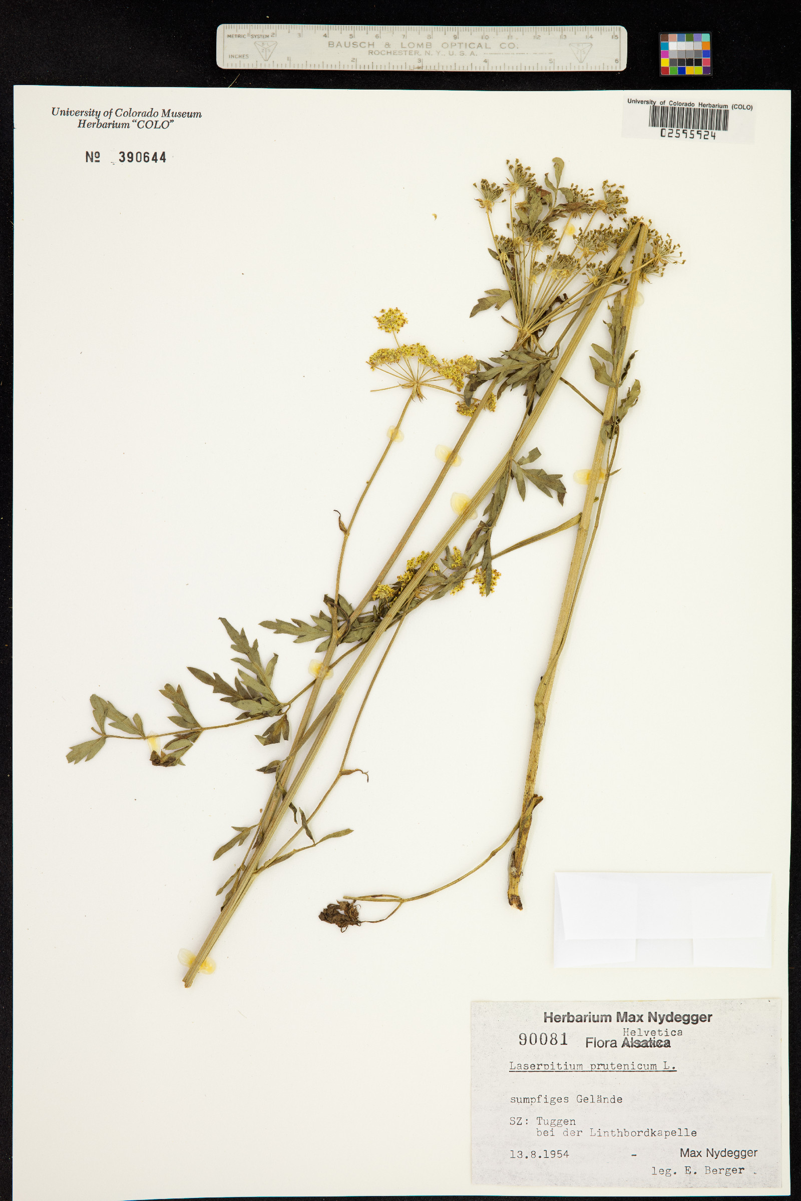 Silphiodaucus prutenicus subsp. prutenicus image