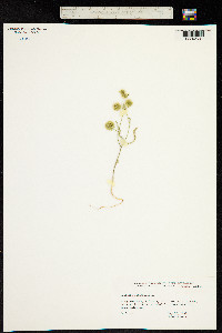 Lagoecia cuminoides image