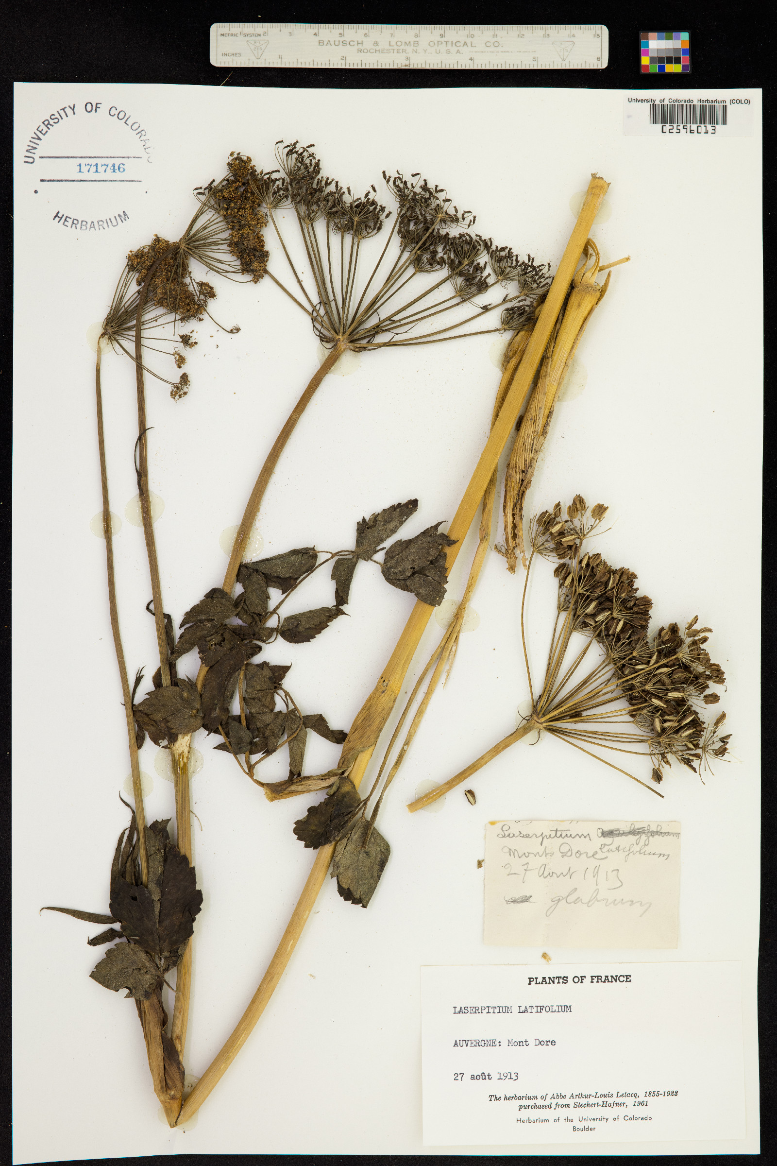 Laserpitium latifolium image