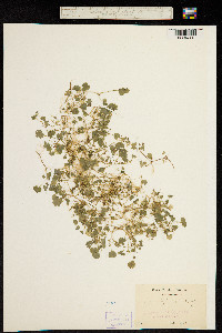 Hydrocotyle rotundifolia image