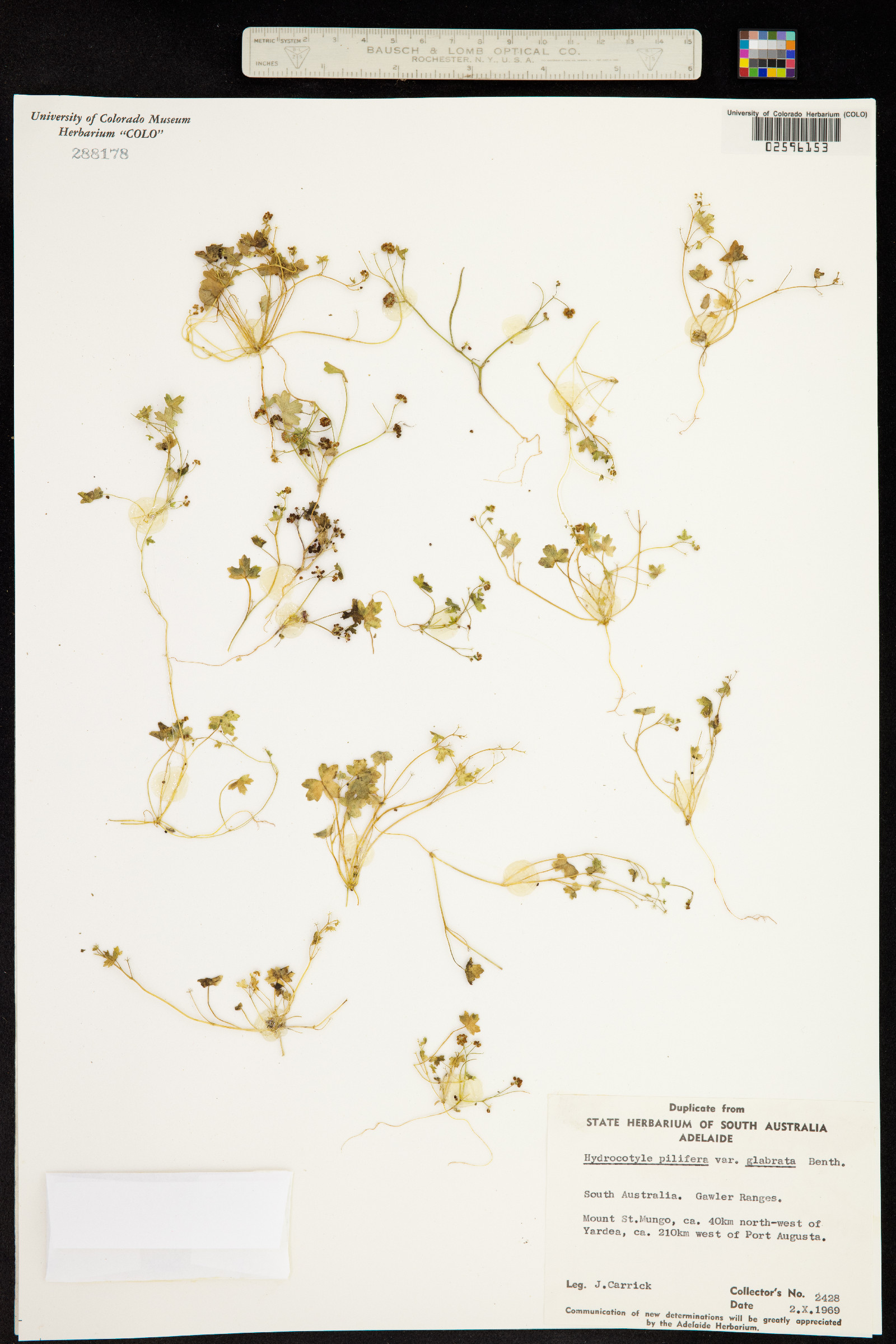 Hydrocotyle pilifera image