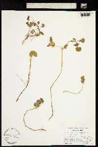 Hydrocotyle chamaemorus image