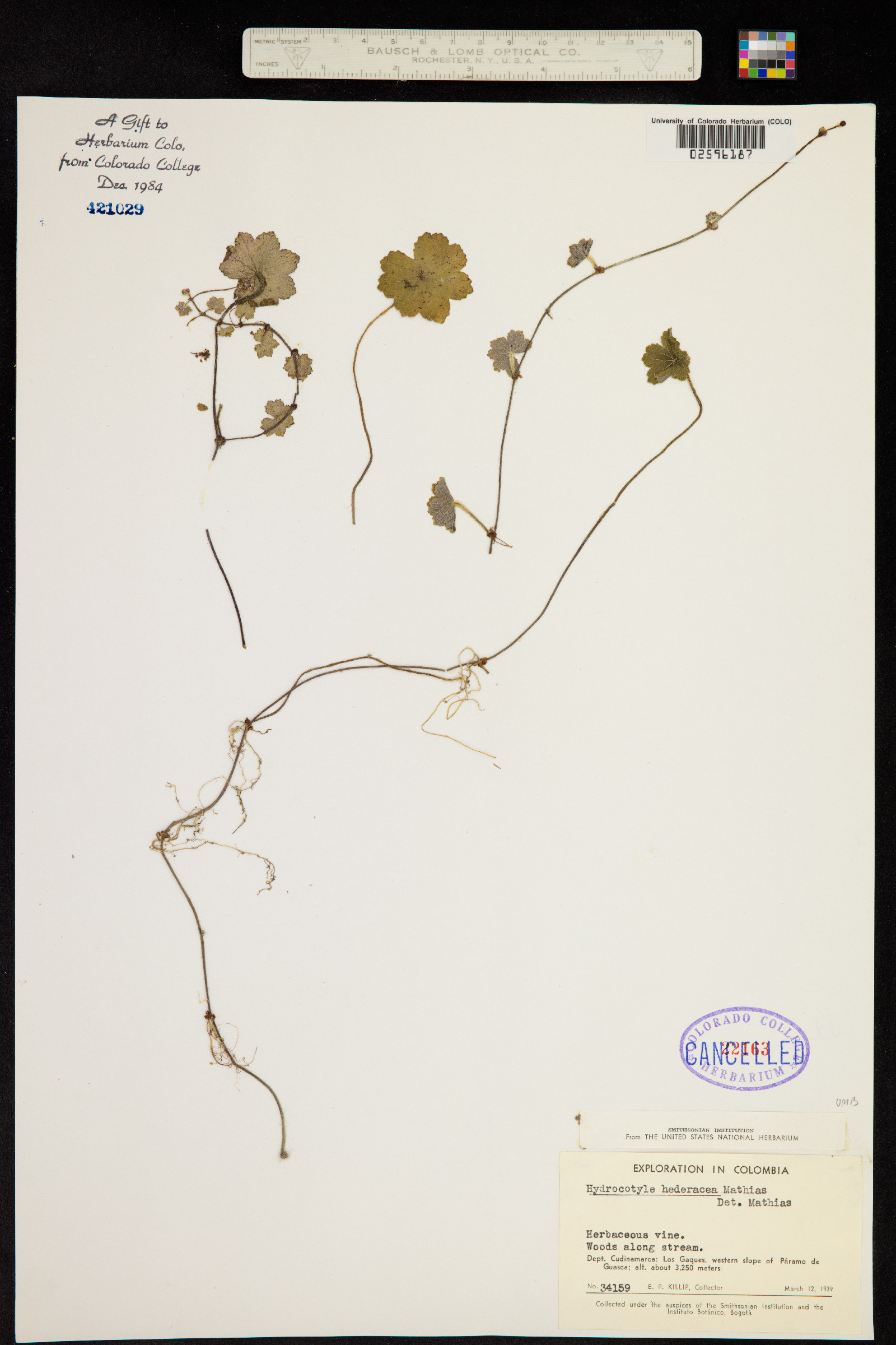 Hydrocotyle hederacea image