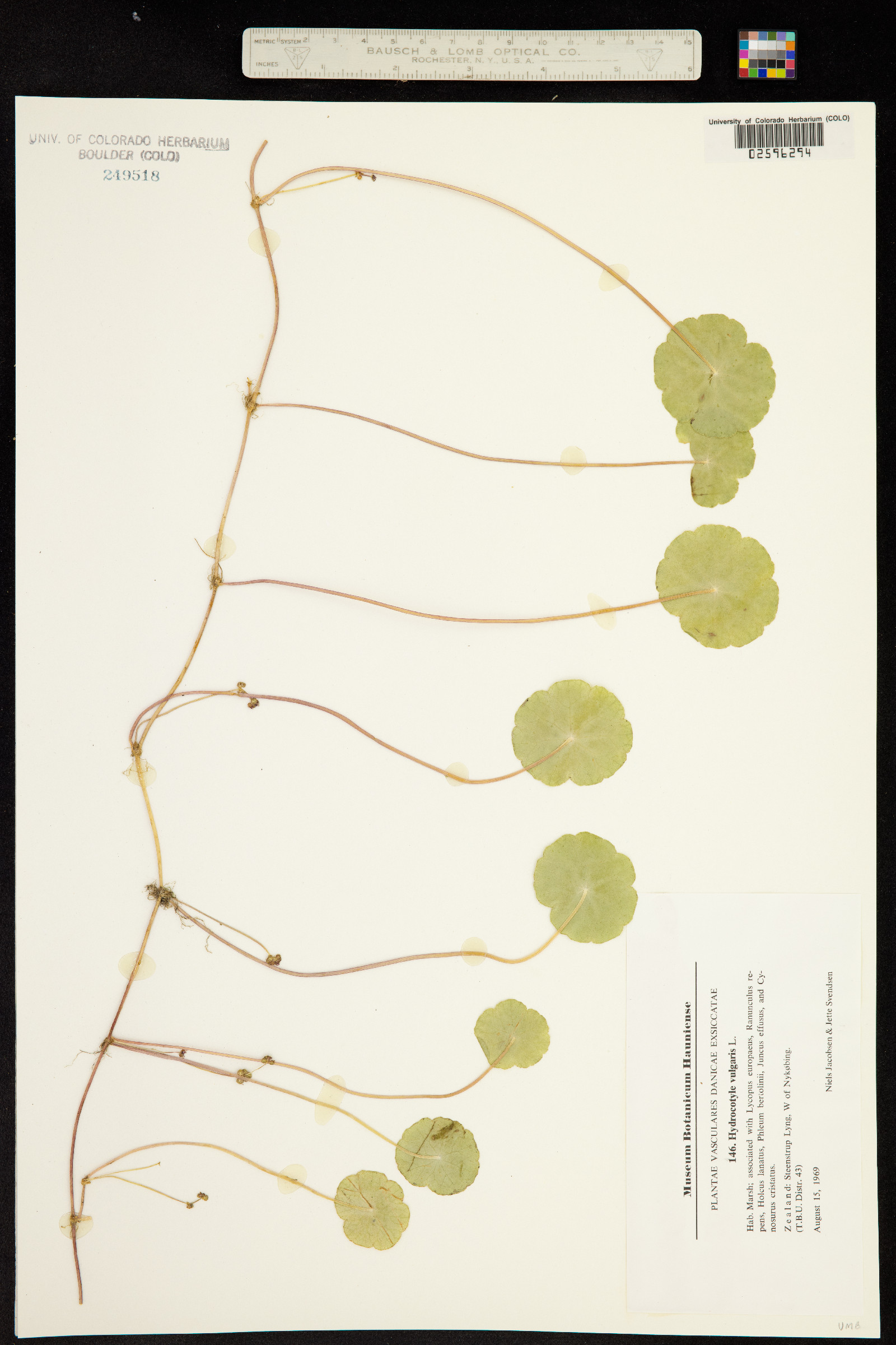 Hydrocotyle vulgaris image