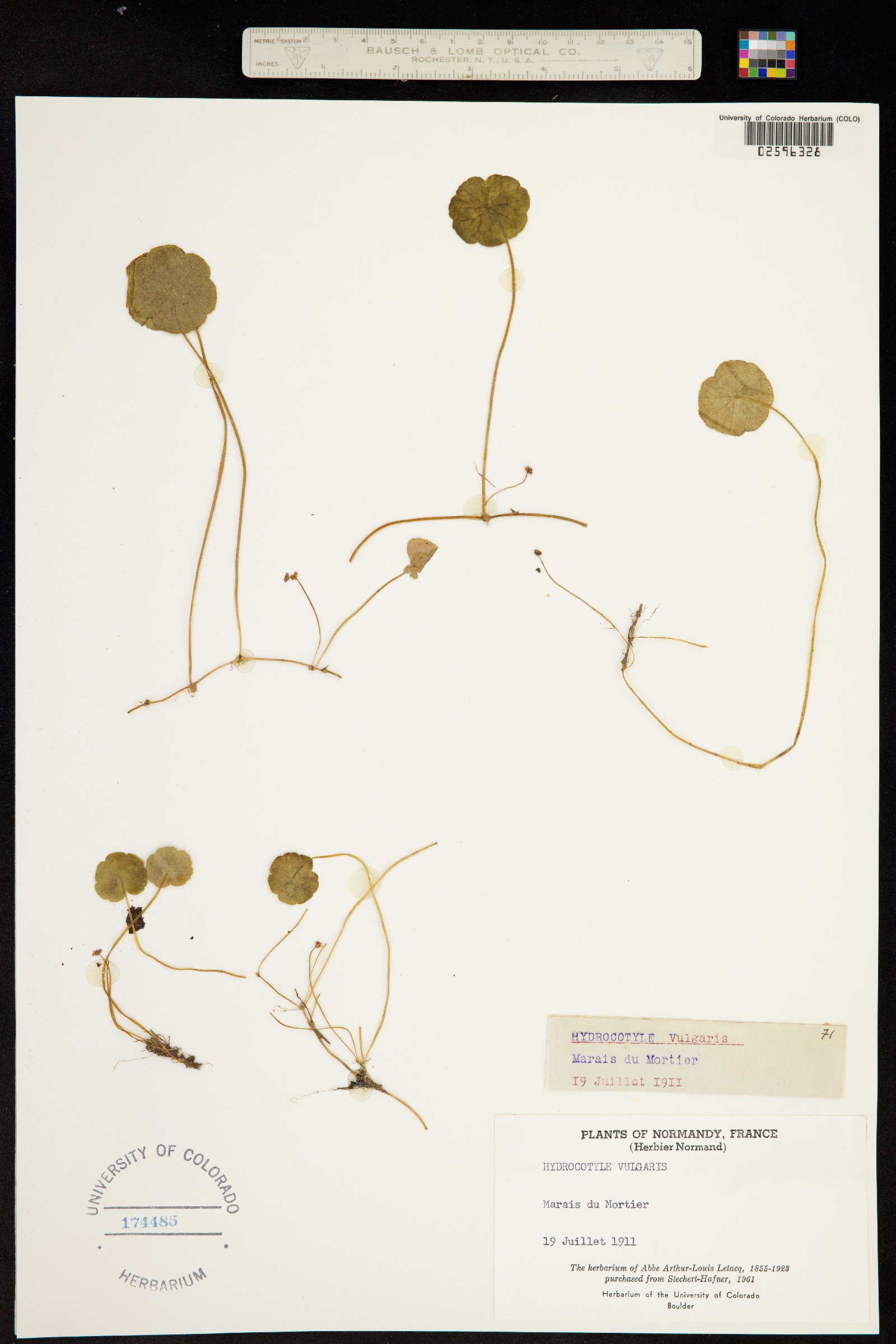 Hydrocotyle vulgaris image