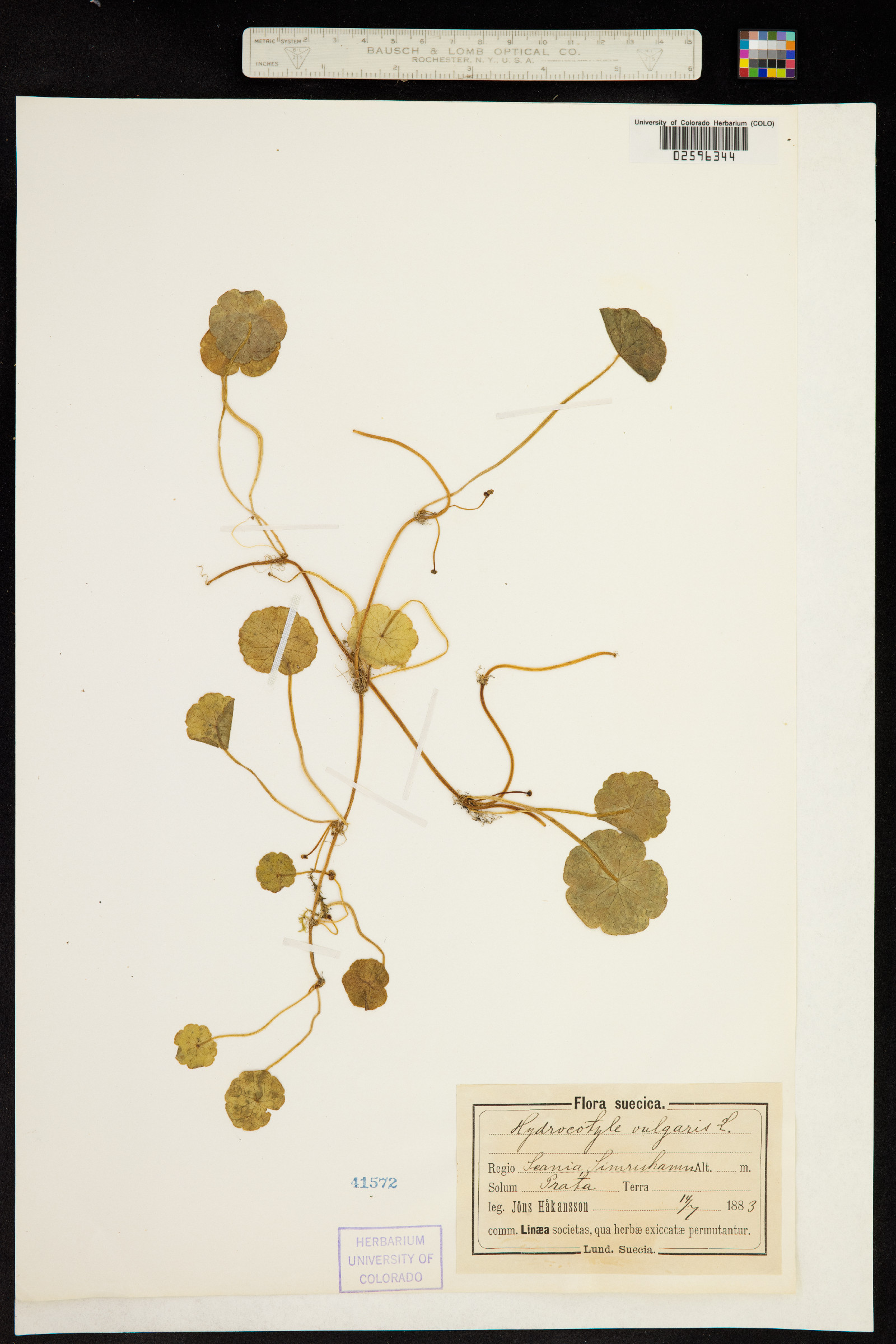 Hydrocotyle vulgaris image