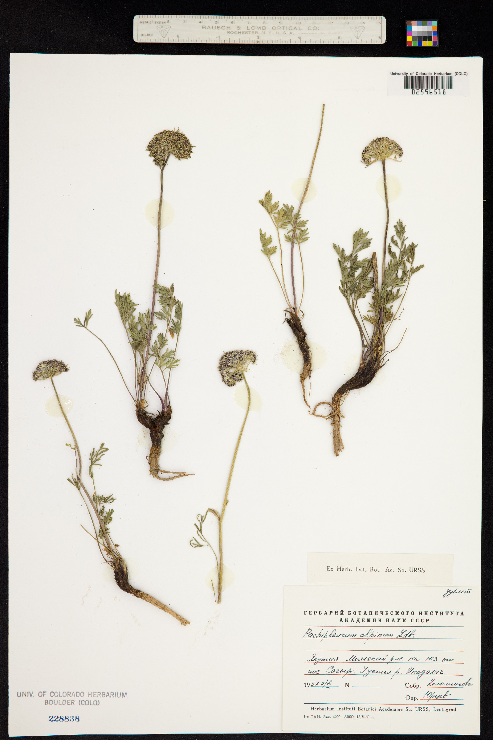 Pachypleurum alpinum image