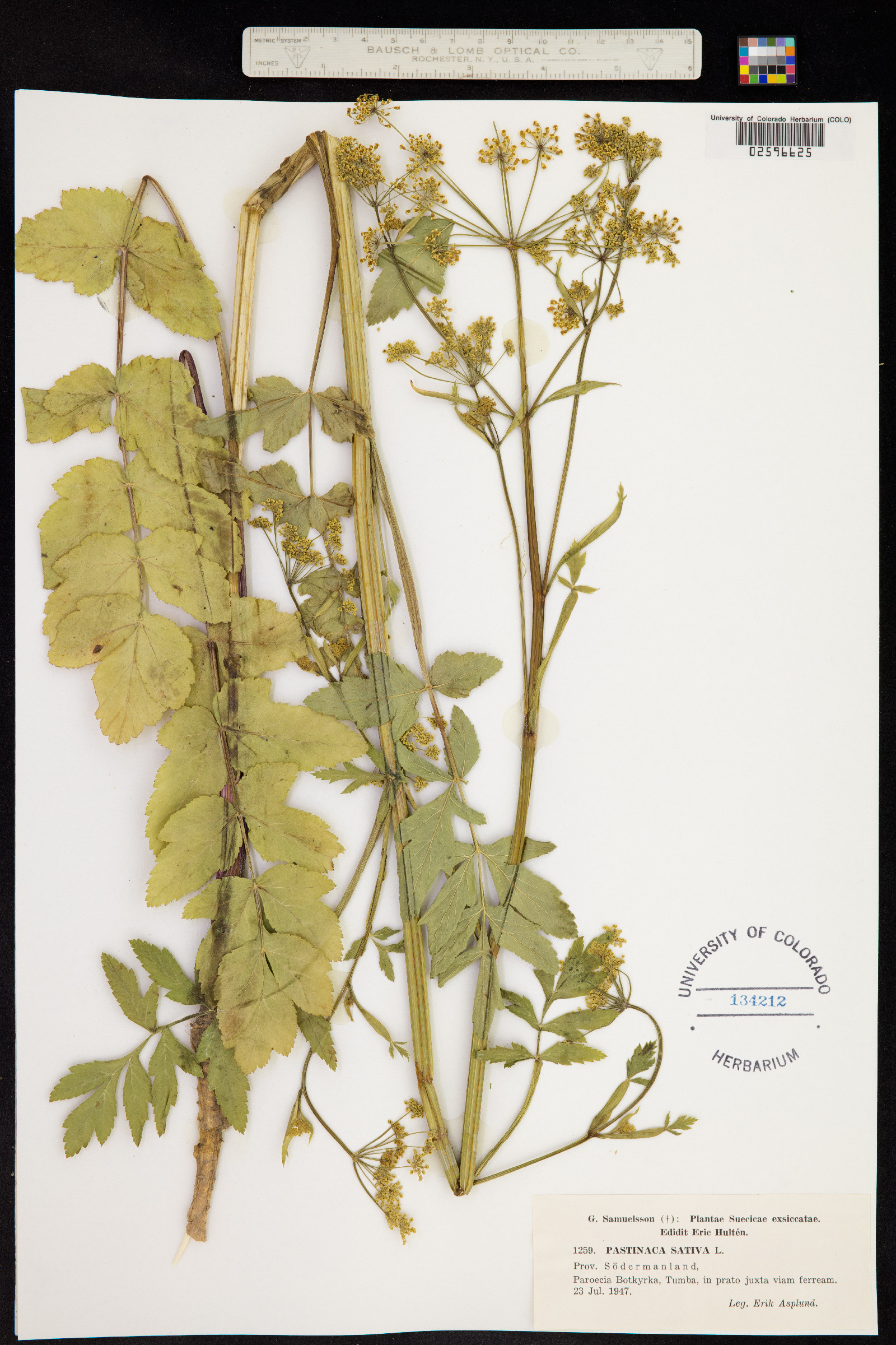 Pastinaca sativa image