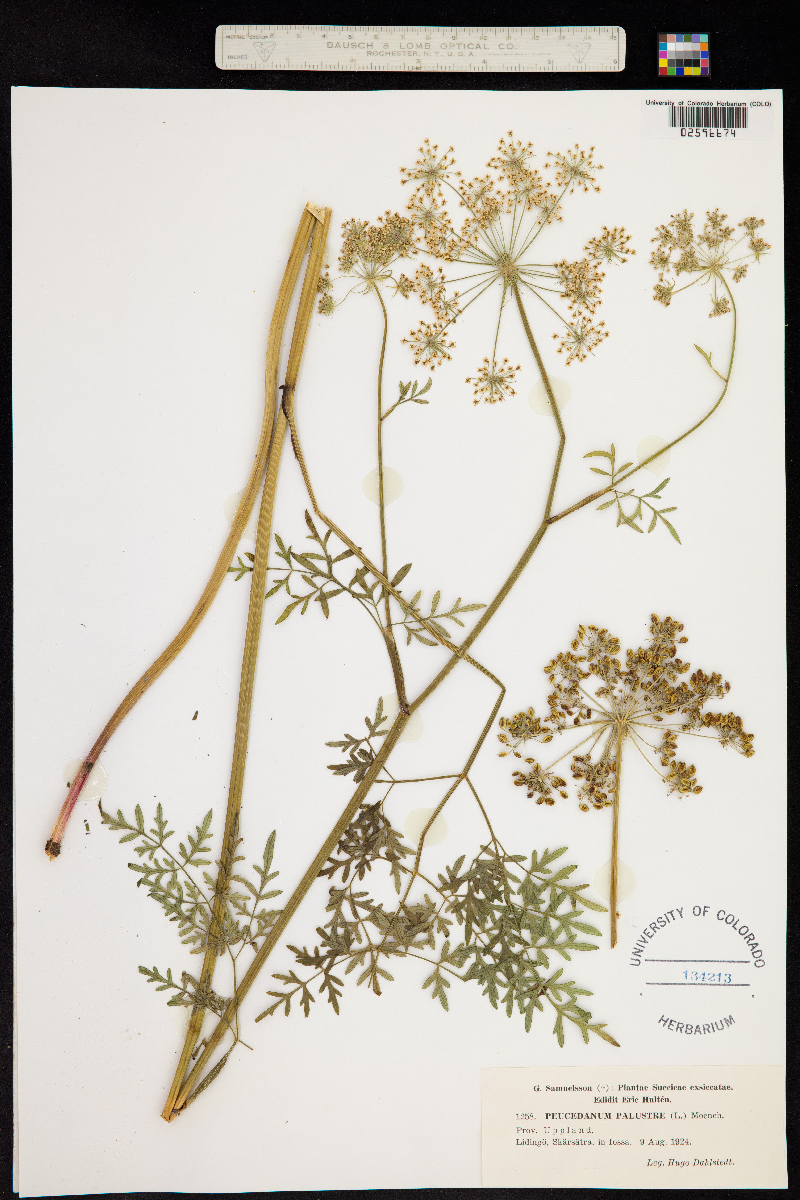 Peucedanum palustre image