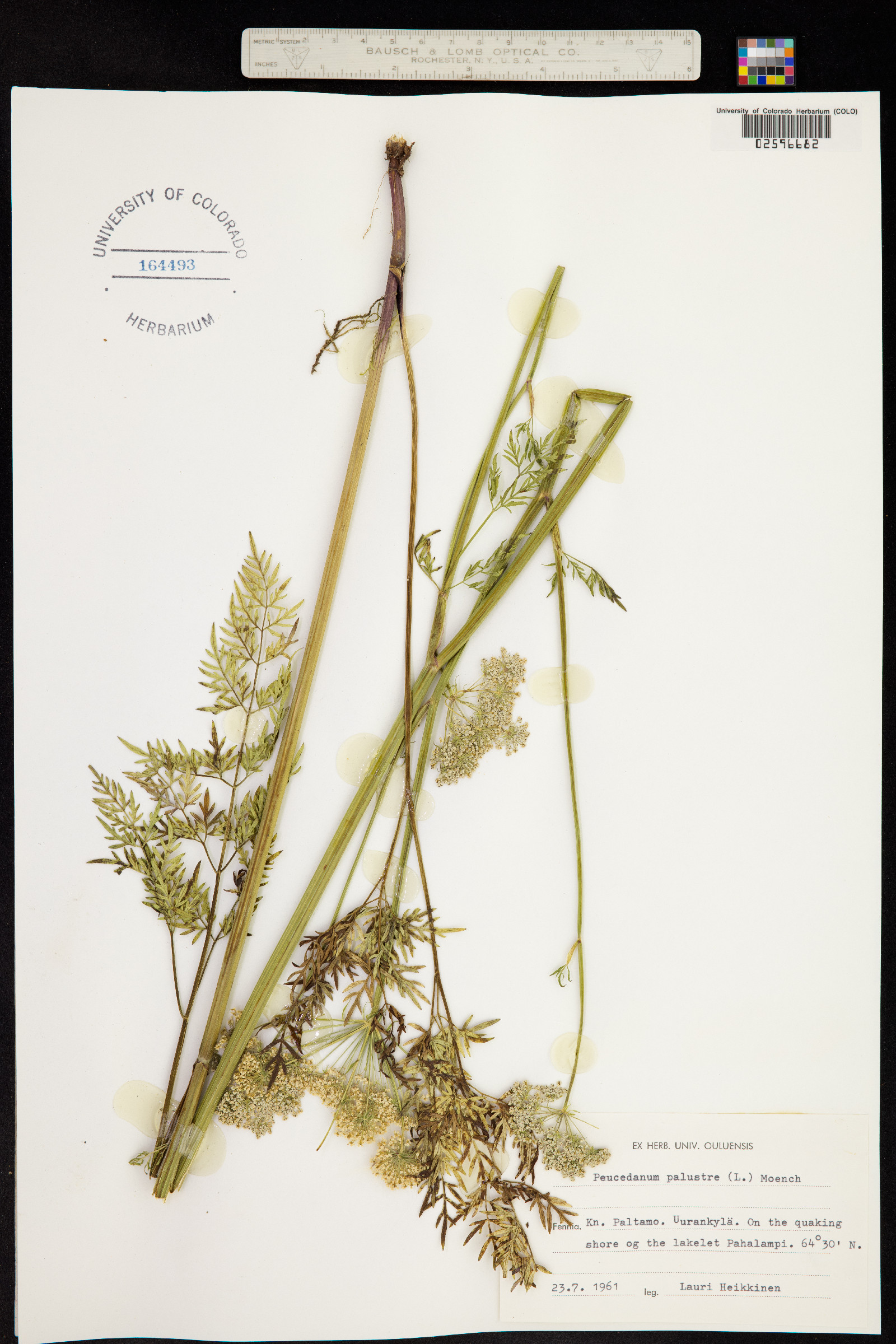 Peucedanum palustre image