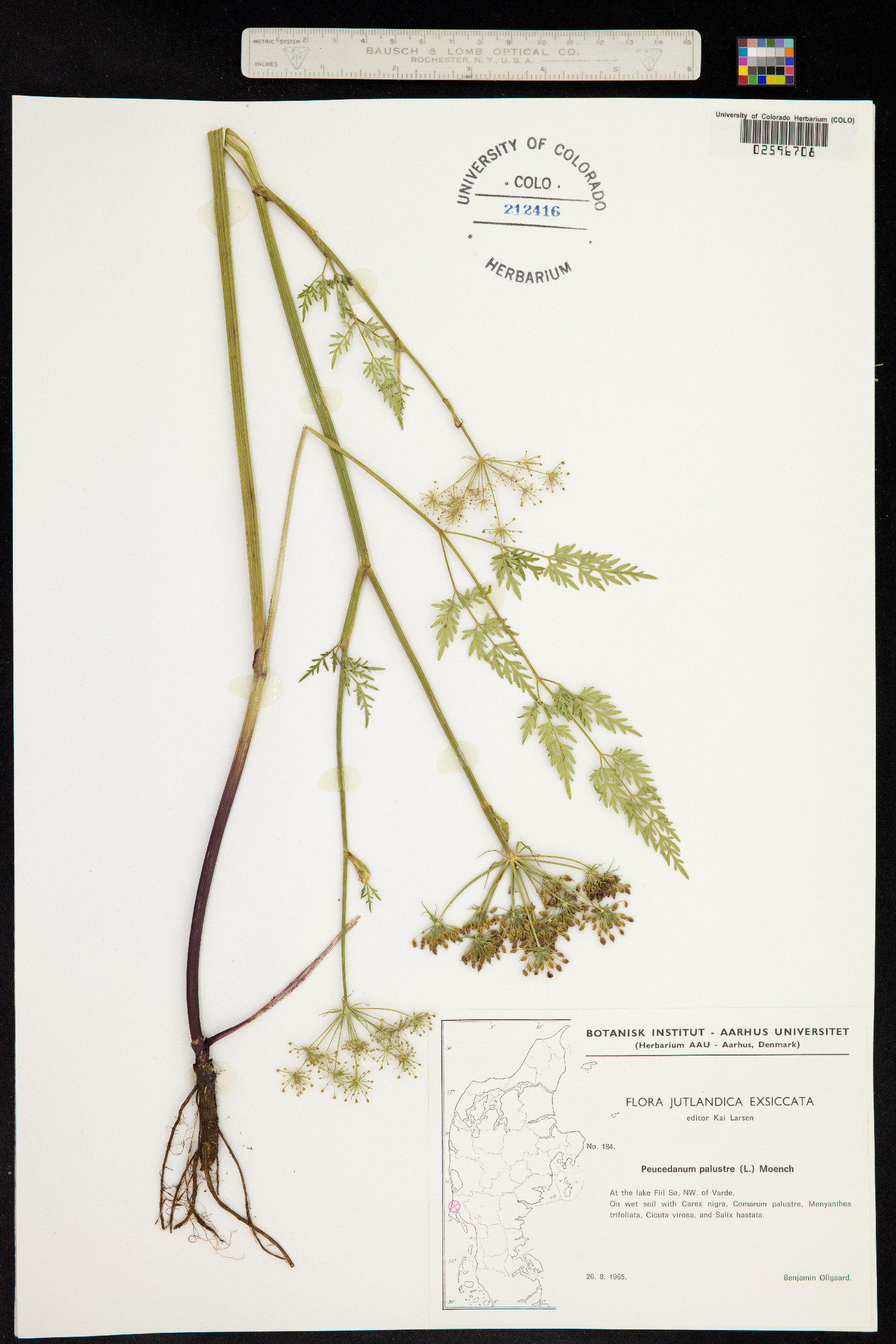 Peucedanum palustre image