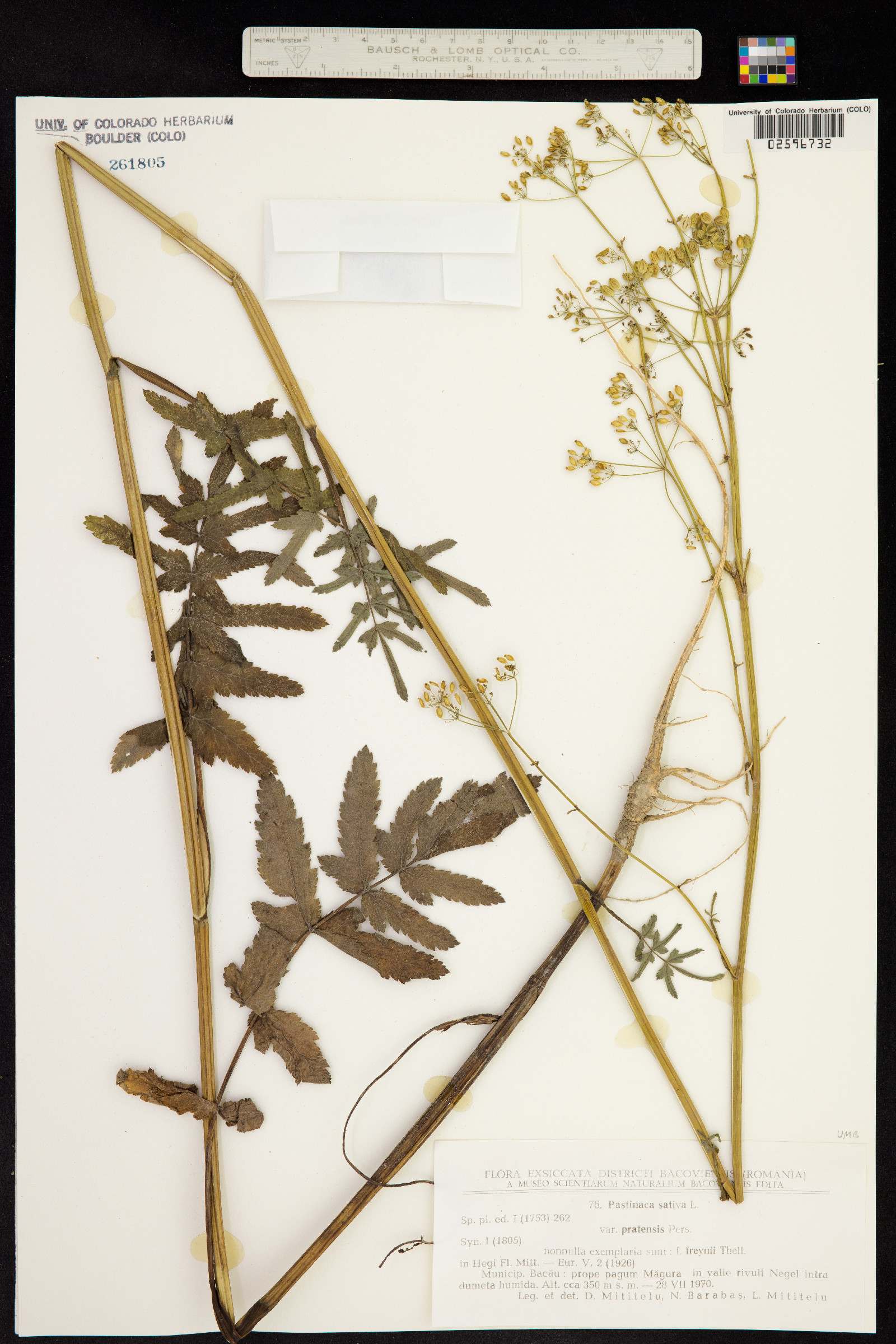 Pastinaca sativa image