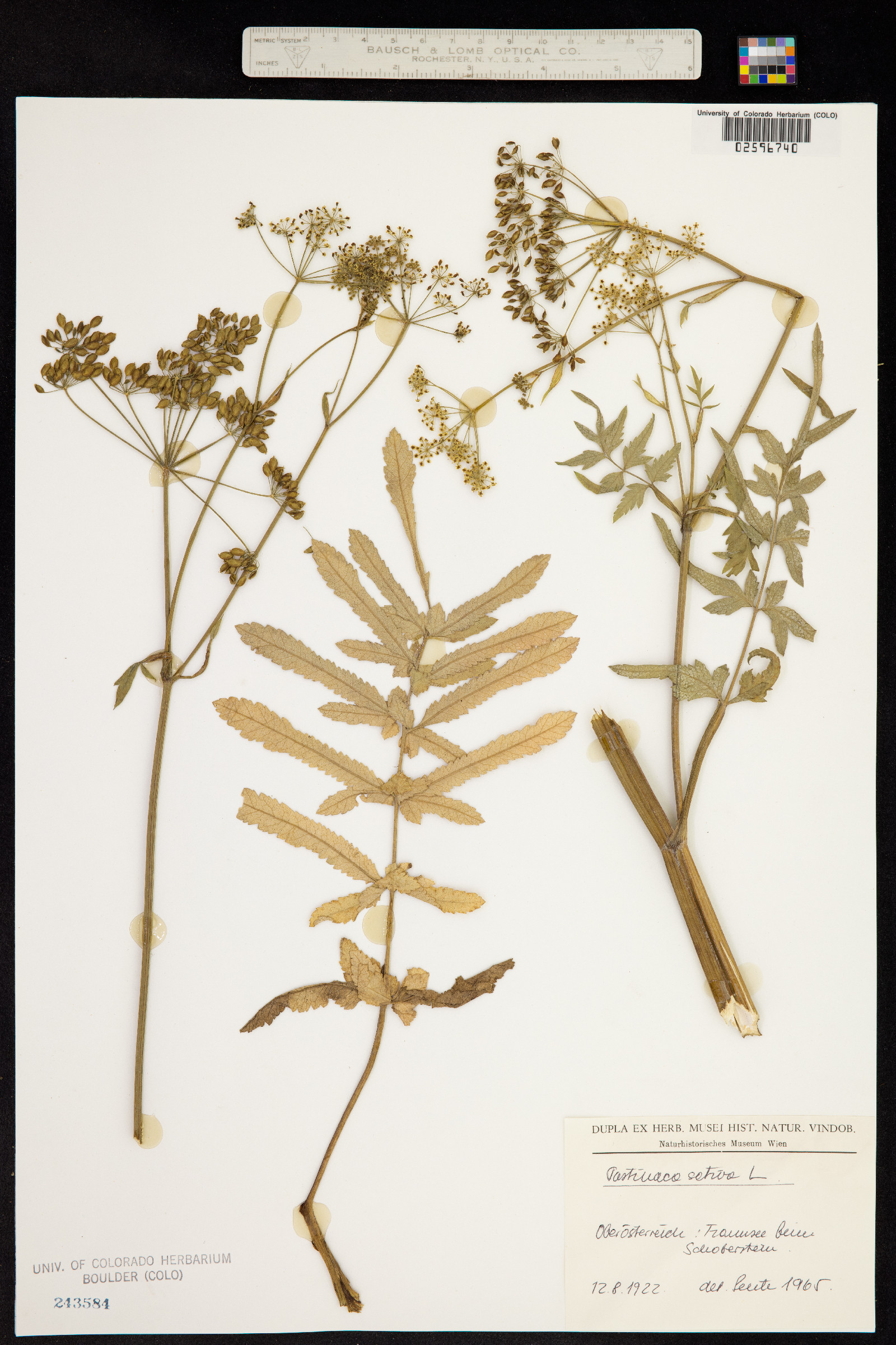 Pastinaca sativa image