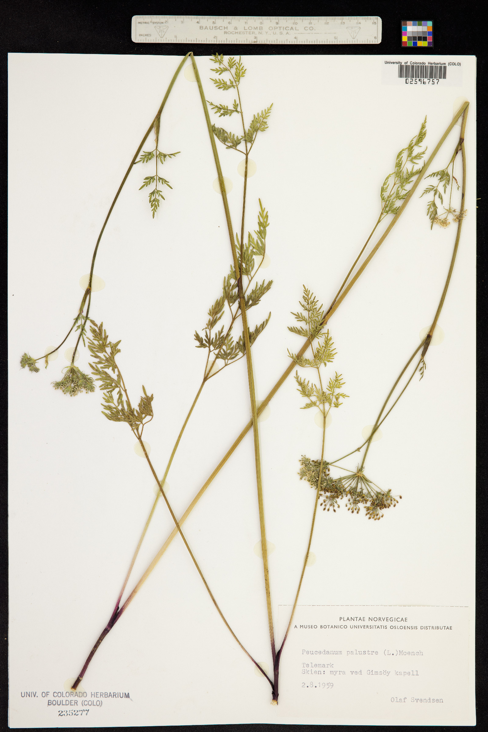 Peucedanum palustre image