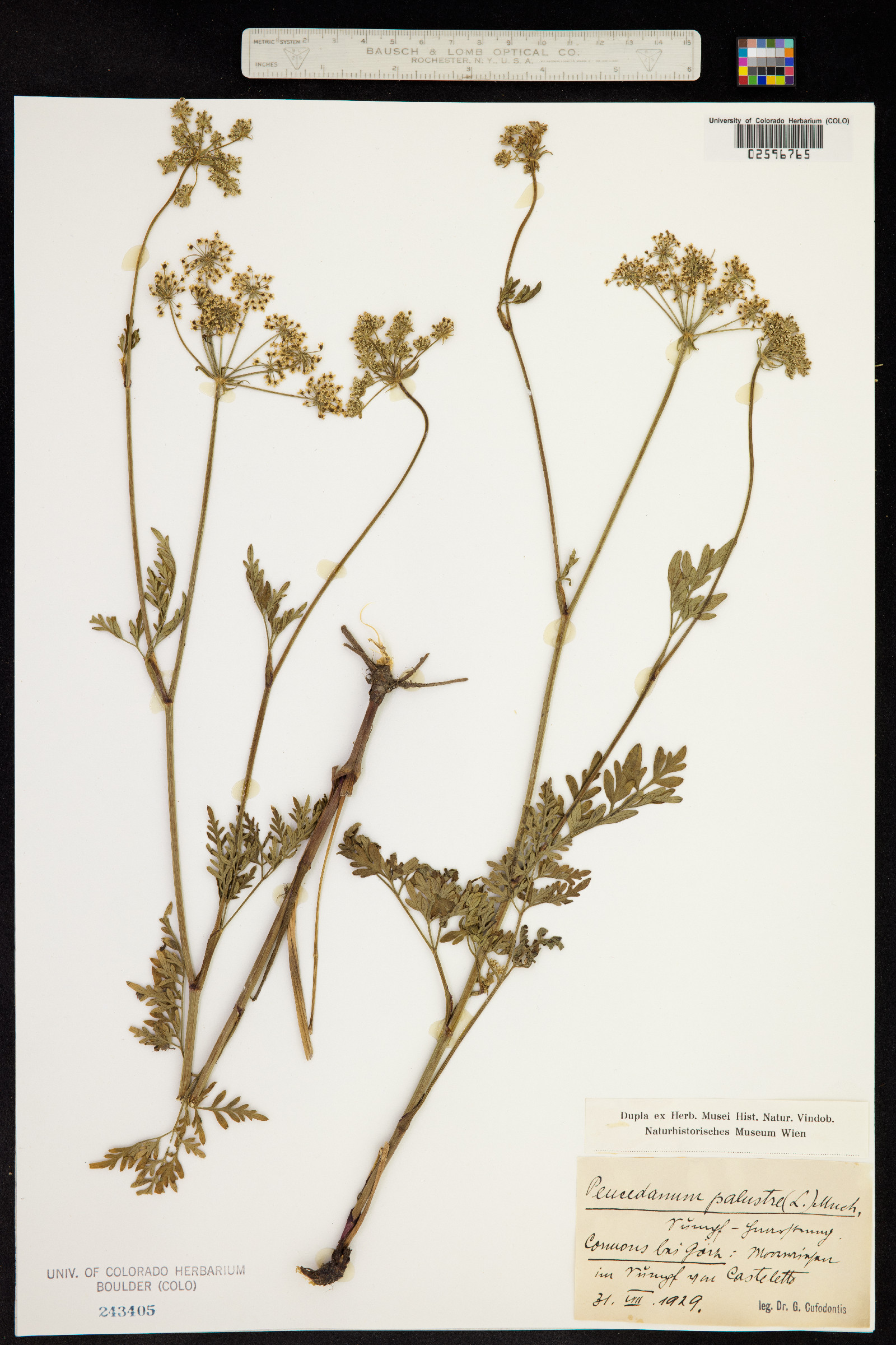 Peucedanum image