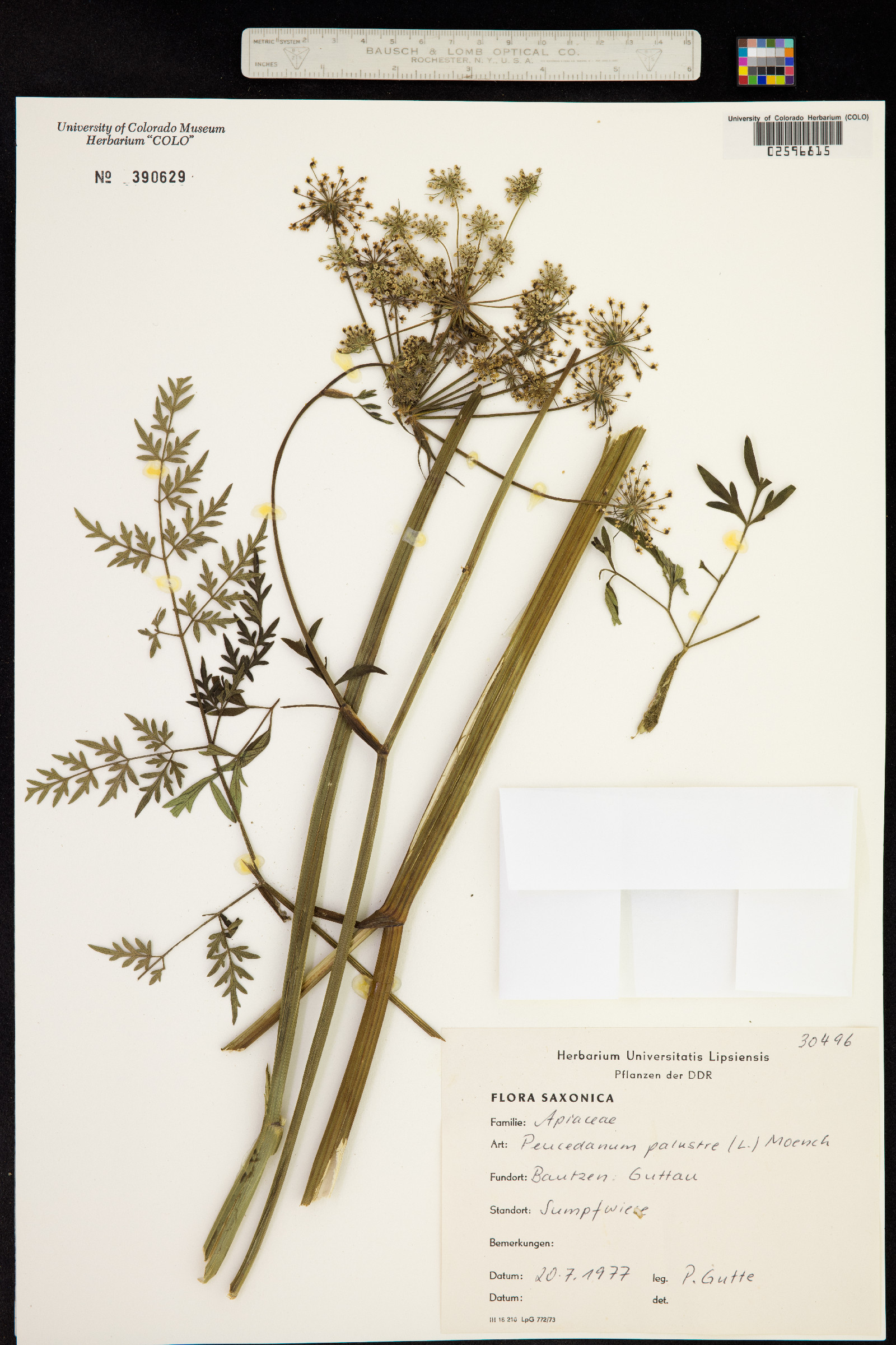 Peucedanum palustre image