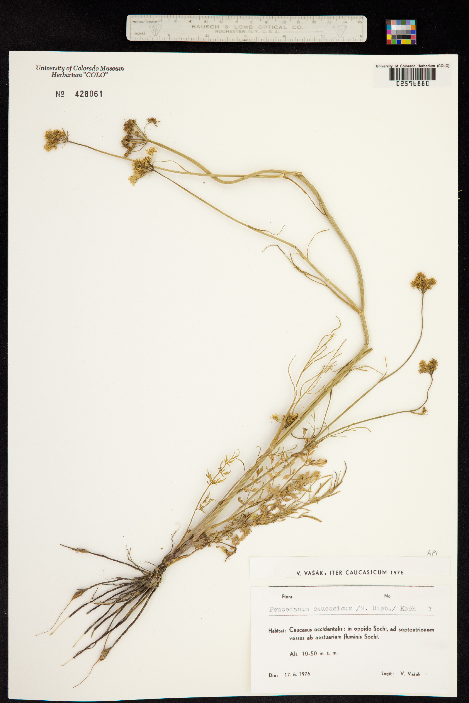 Dichoropetalum caucasicum image