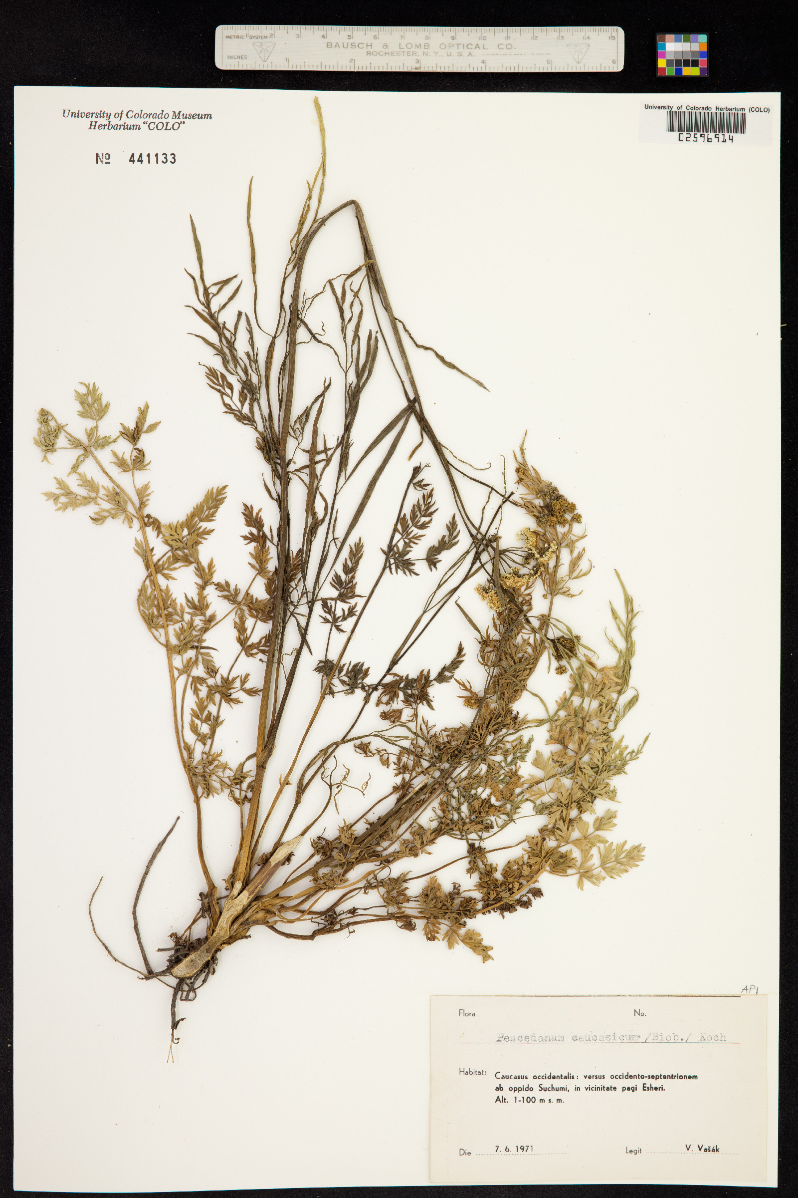 Dichoropetalum caucasicum image
