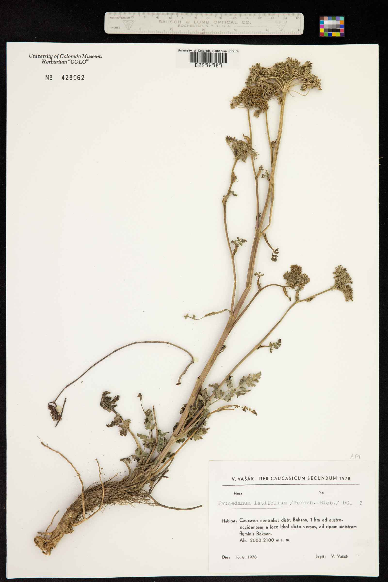 Peucedanum latifolium image