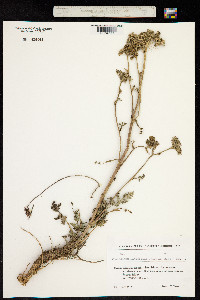 Peucedanum latifolium image