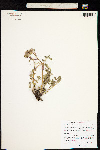 Image of Phlojodicarpus villosus