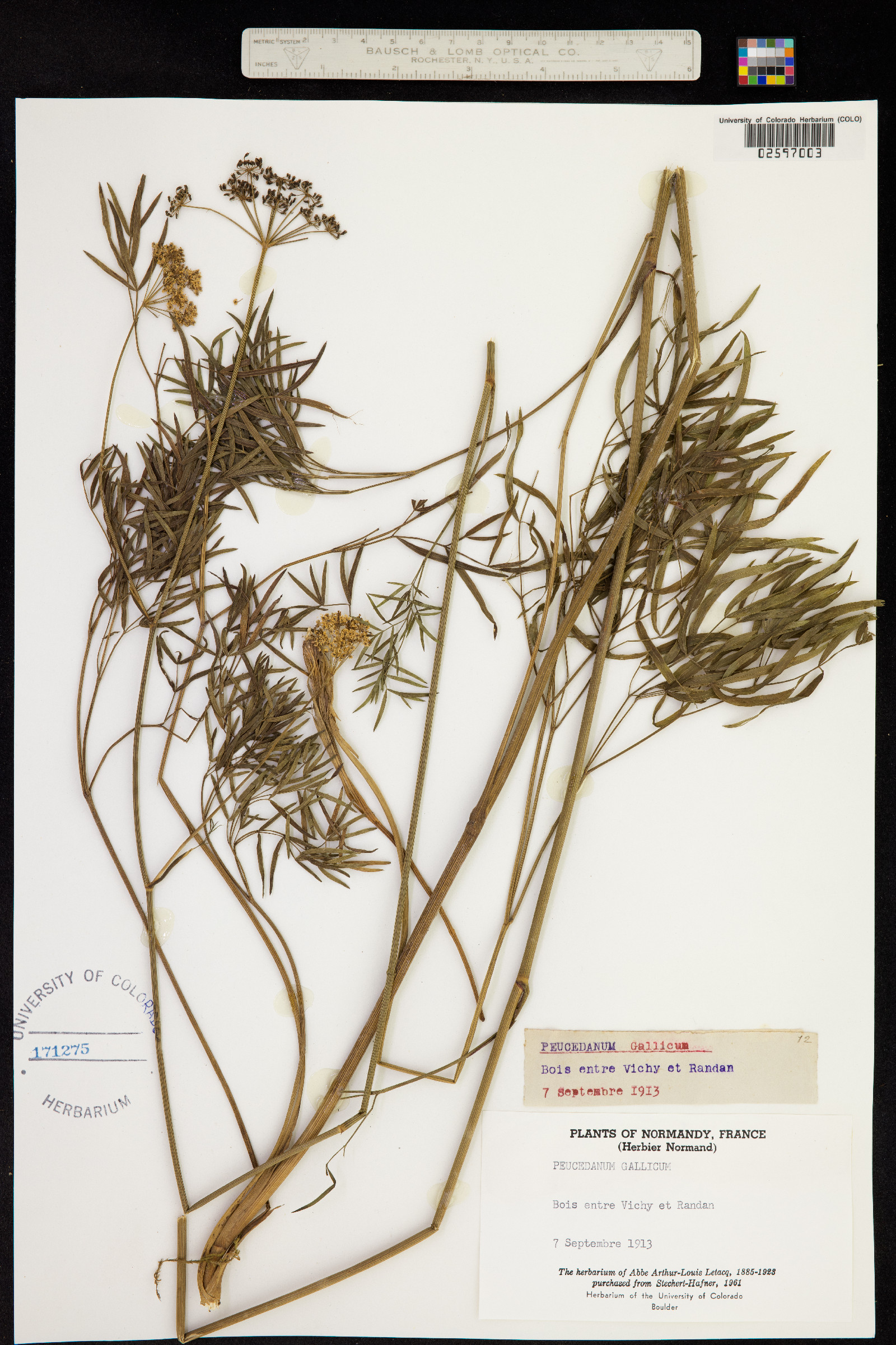 Peucedanum gallicum image