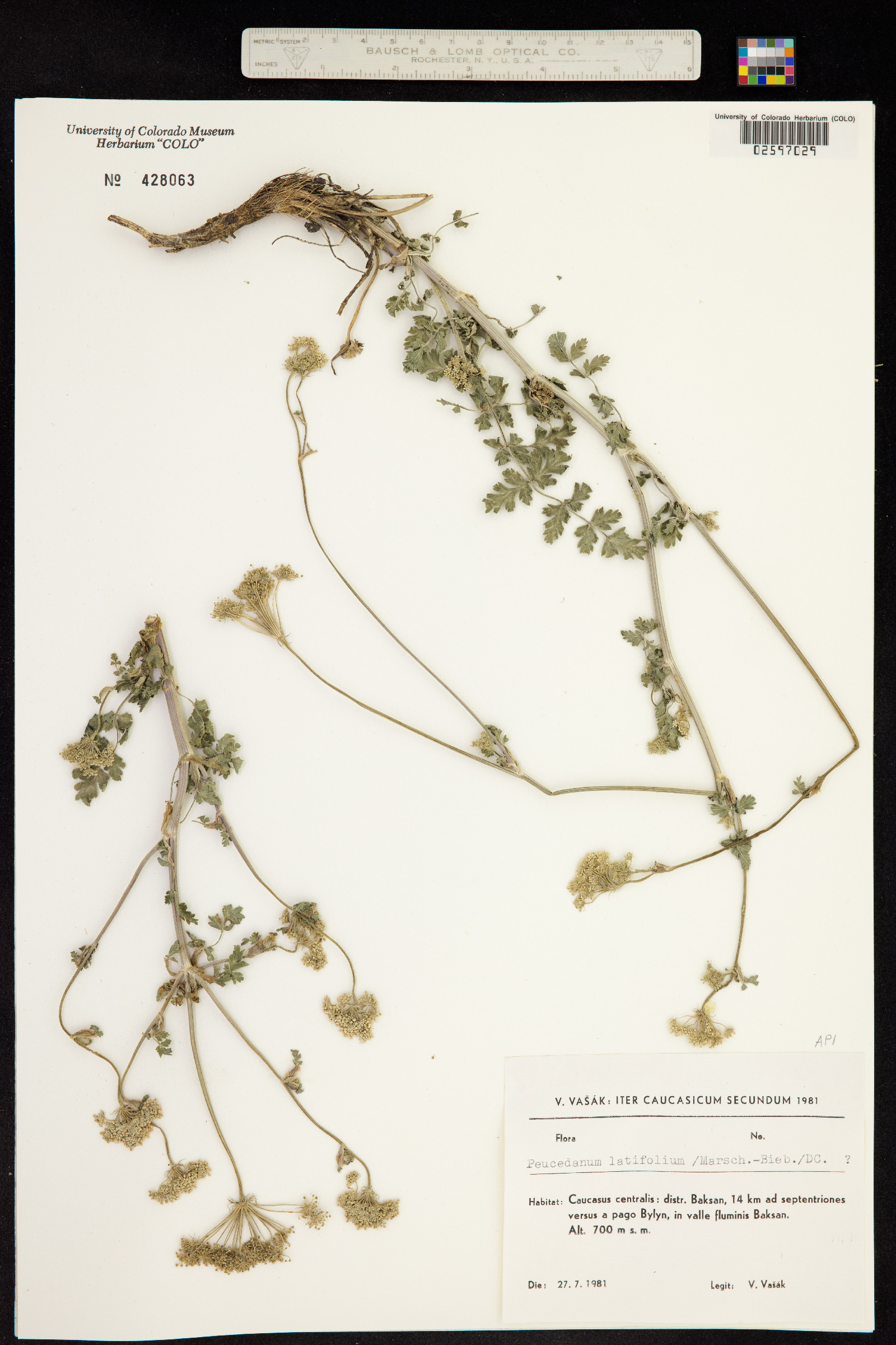 Peucedanum latifolium image