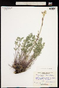 Phlojodicarpus villosus image