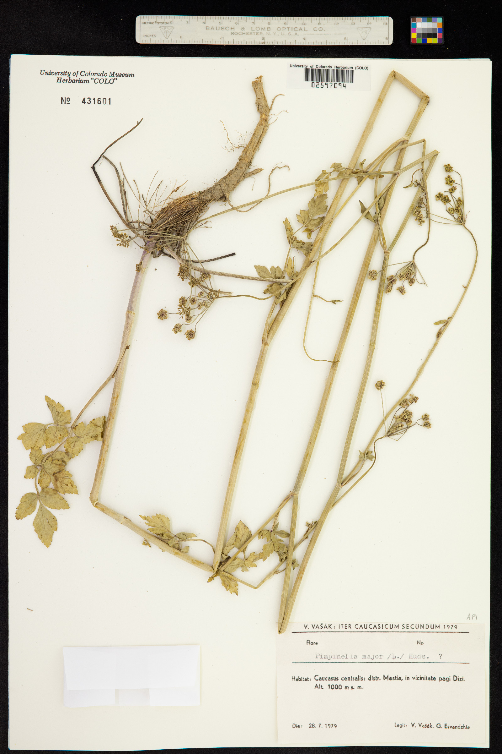 Pimpinella major image