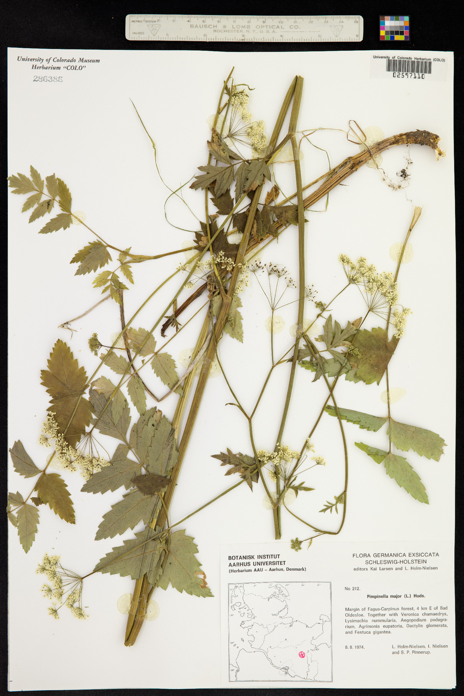 Pimpinella major image