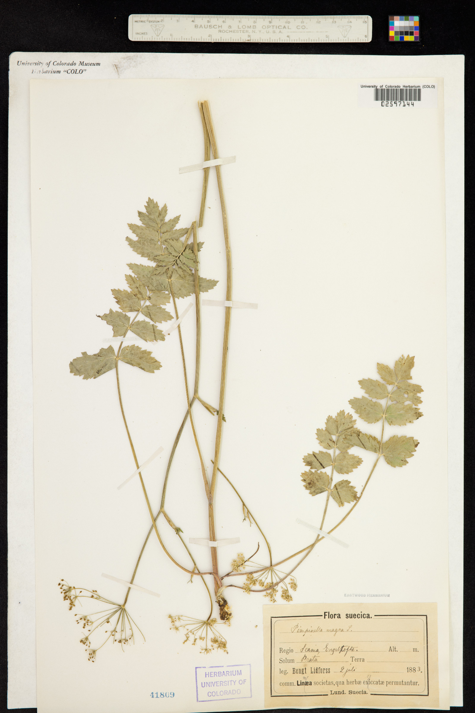 Pimpinella major image