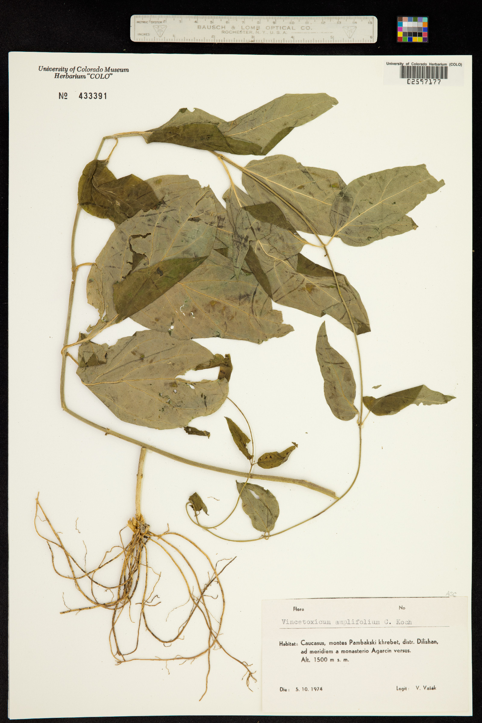 Vincetoxicum amplifolium image