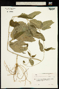 Image of Vincetoxicum amplifolium