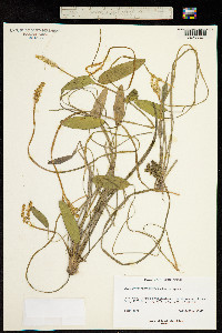 Image of Aponogeton desertorum