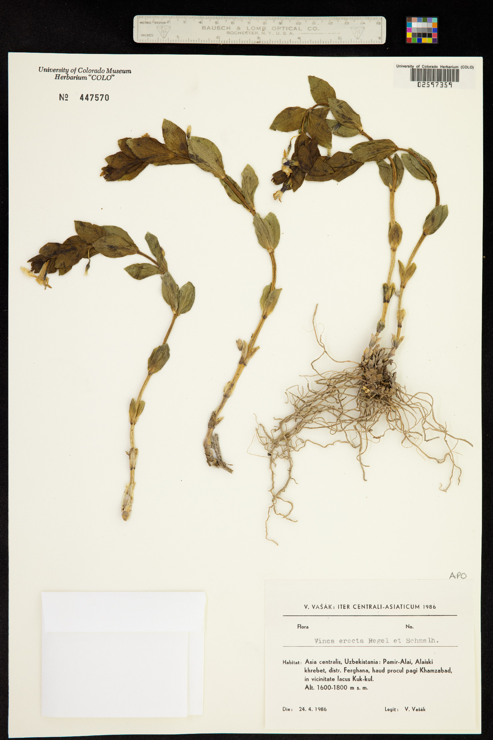 Vinca erecta image