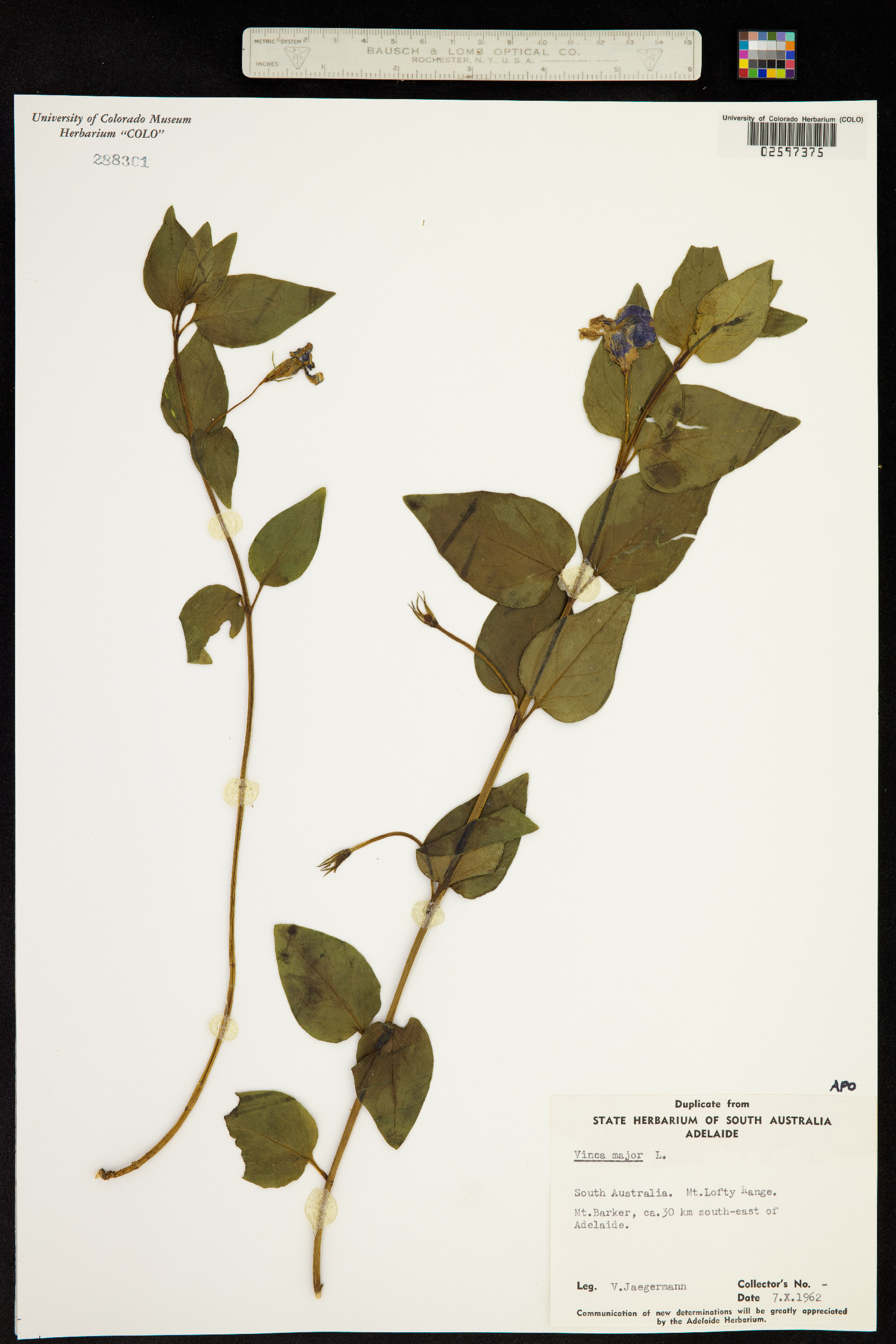 Vinca major image