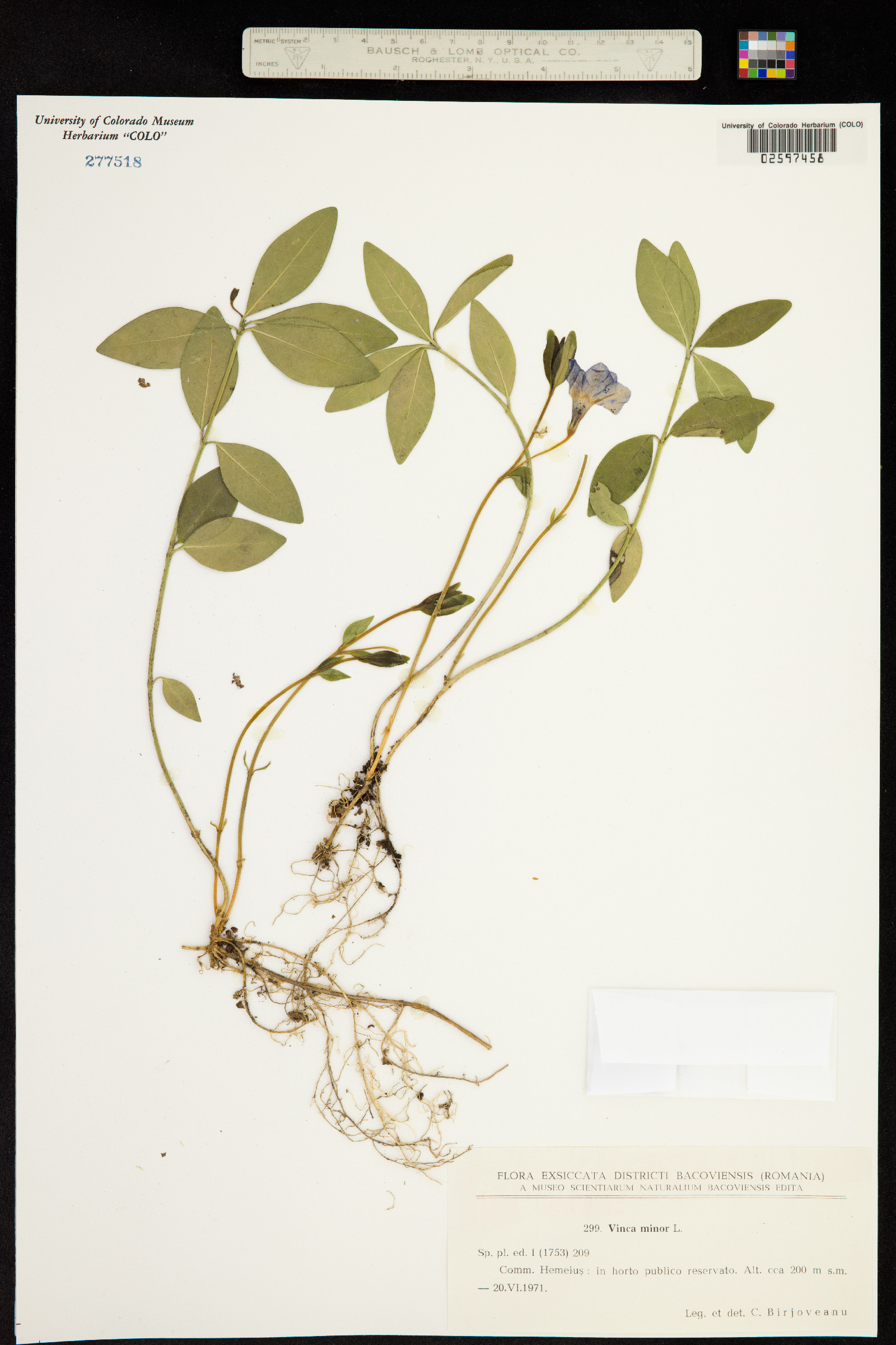 Vinca image