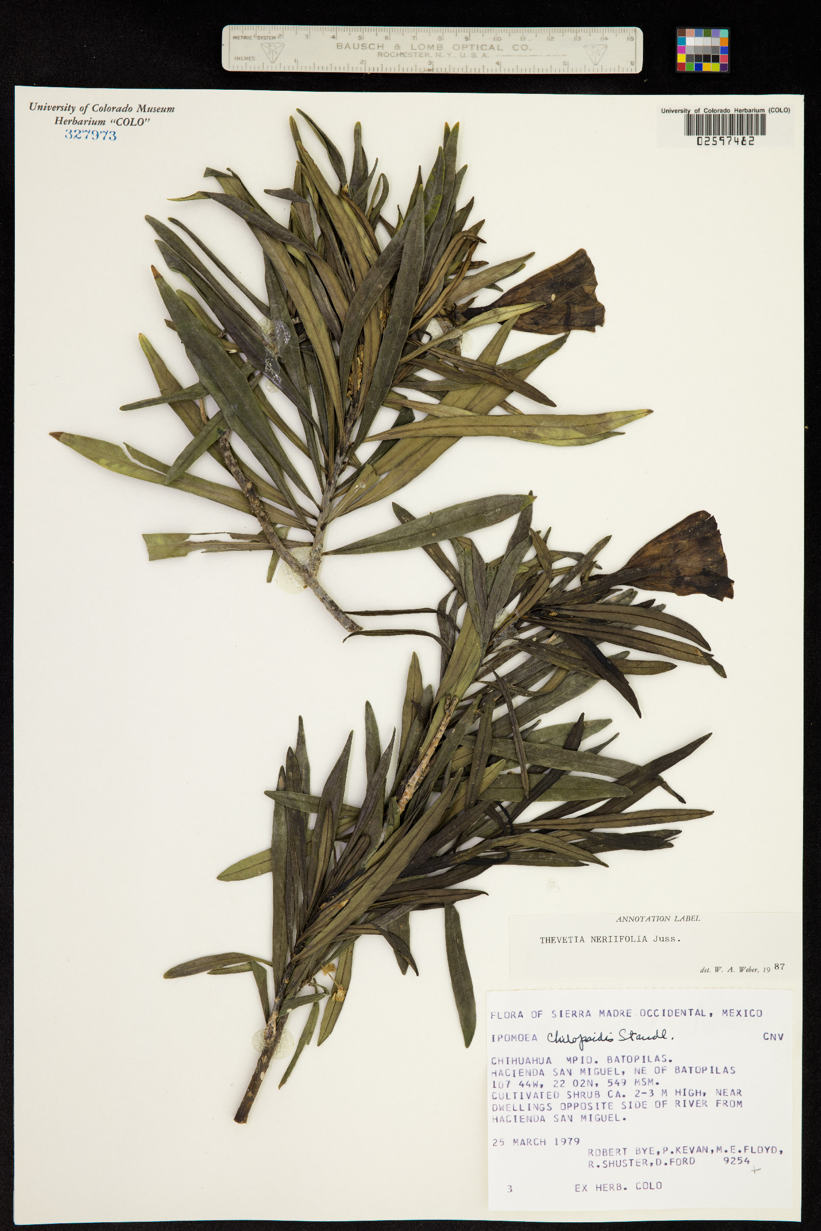Thevetia peruviana image