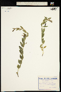 Vinca herbacea image