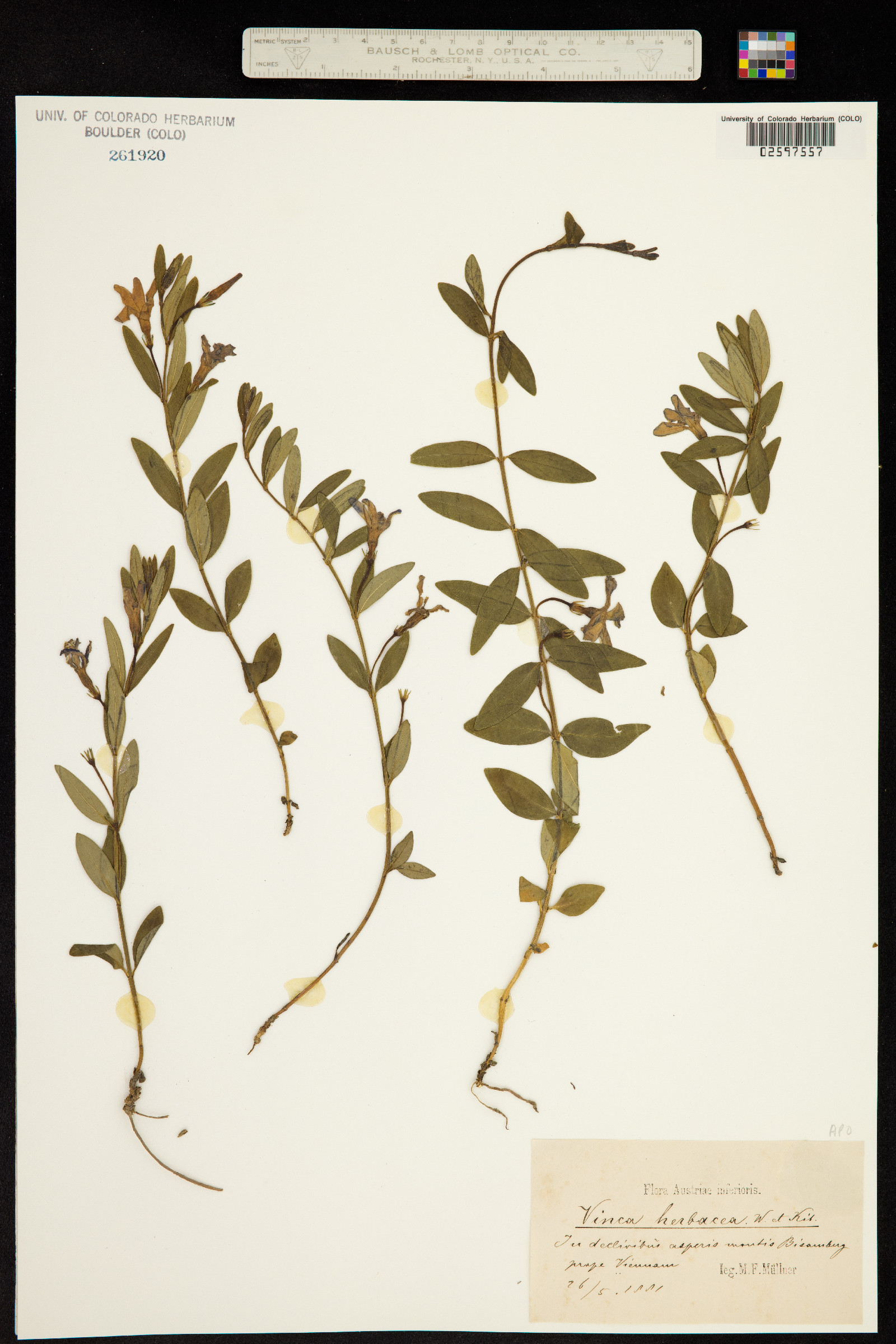 Vinca herbacea image