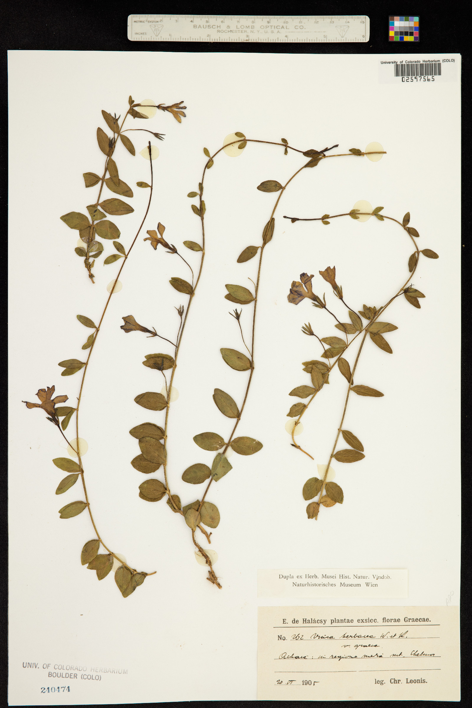 Vinca herbacea image