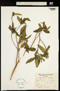 Tabernaemontana australis image