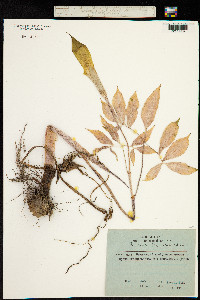 Image of Arisaema japonicum